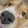 シェルティ　えるちゃん's profile picture