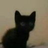 callie , 🏳️⚧️'s profile picture