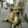 Фото профиля gocaoğlan