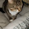 cougar kitty 的头像