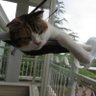 なかしん profil fotoğrafı