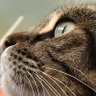 Dudesickle's profile picture