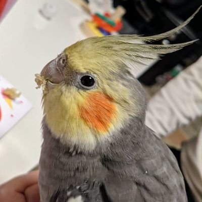 motoki's profile picture