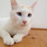 KH profil fotoğrafı