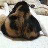 nekomi michib 的头像