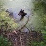 Profilbild von Swamp Rich