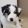 Profilbild von Shelby