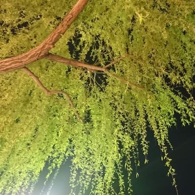 rock's profile picture