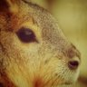 こび平's profile picture