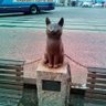Profilbild von カツ