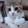 Profilbild von スーパーキャット