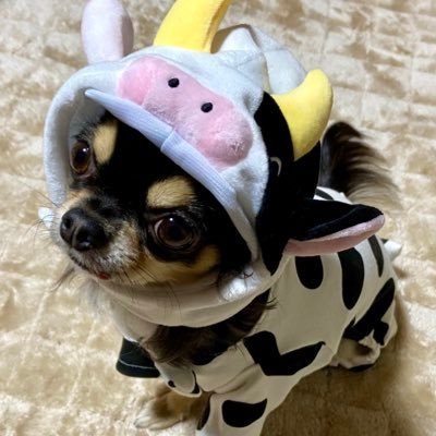 ありす🔰ボーダー予想's profile picture