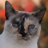 Crayencour's profile picture