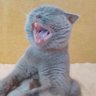 Profilbild von Murko