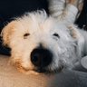 Dorisisaway profil fotoğrafı