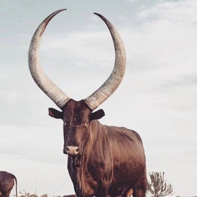 igedla_lomndau's profile picture