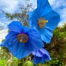 Jackie Scoones🕊️💙🌹🌈♥️🌹 profil fotoğrafı