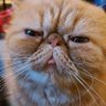 Eban 'Cat' Smith profil fotoğrafı