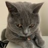 Profilbild von りょう