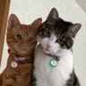 とこも profil fotoğrafı