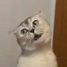 Kucing Betina's profile picture