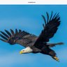 Patriot Californian Grandma profil fotoğrafı