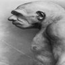 Profilbild von William the Neanderthal