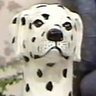 The Porcelain Dalmatian profil fotoğrafı