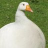 Profilbild von shaq but white, short, and cant play basketball