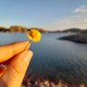 Una Flor amarilla 🌻 的头像