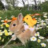 Фото профиля もしもピアノが弾けたなら