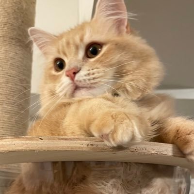 むぎとろ🍚サイベリアン's profile picture
