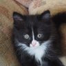 FélixTheBlack.Cat🇷🇺🪆🇷🇺 🐈‍⬛ 的头像