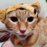 チロル profil fotoğrafı