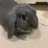 ぴょん 的头像
