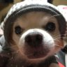 うるる 的头像