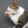しまちゅう profil fotoğrafı