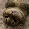 Park JS.ꕤꮺ﹆ profil fotoğrafı