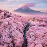 Chiong_Lee_7's profile picture