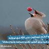 ام رحيم 的头像