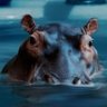 Фото профиля Hippothoughtamus