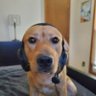 Profilbild von TreeCutter
