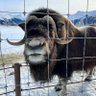 nattyICE profil fotoğrafı