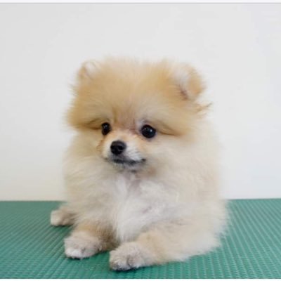 ぽんちゃん's profile picture