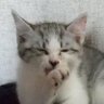 ねこは猫 profil fotoğrafı