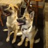 Reddog64 profil fotoğrafı