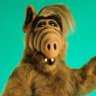el chaoui's profile picture