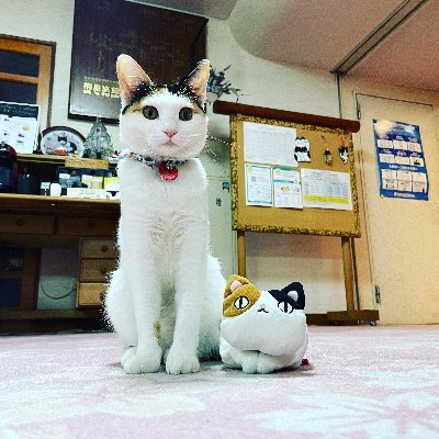 桐屋旅館 aka.ねこ宿®'s profile picture