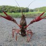 Фото профиля コツメザリガニ