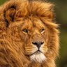 Aslan Pençesi's profile picture